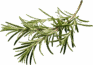 Food image rosemary opt