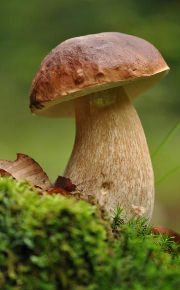 Die besten tipps für die pilzsaison